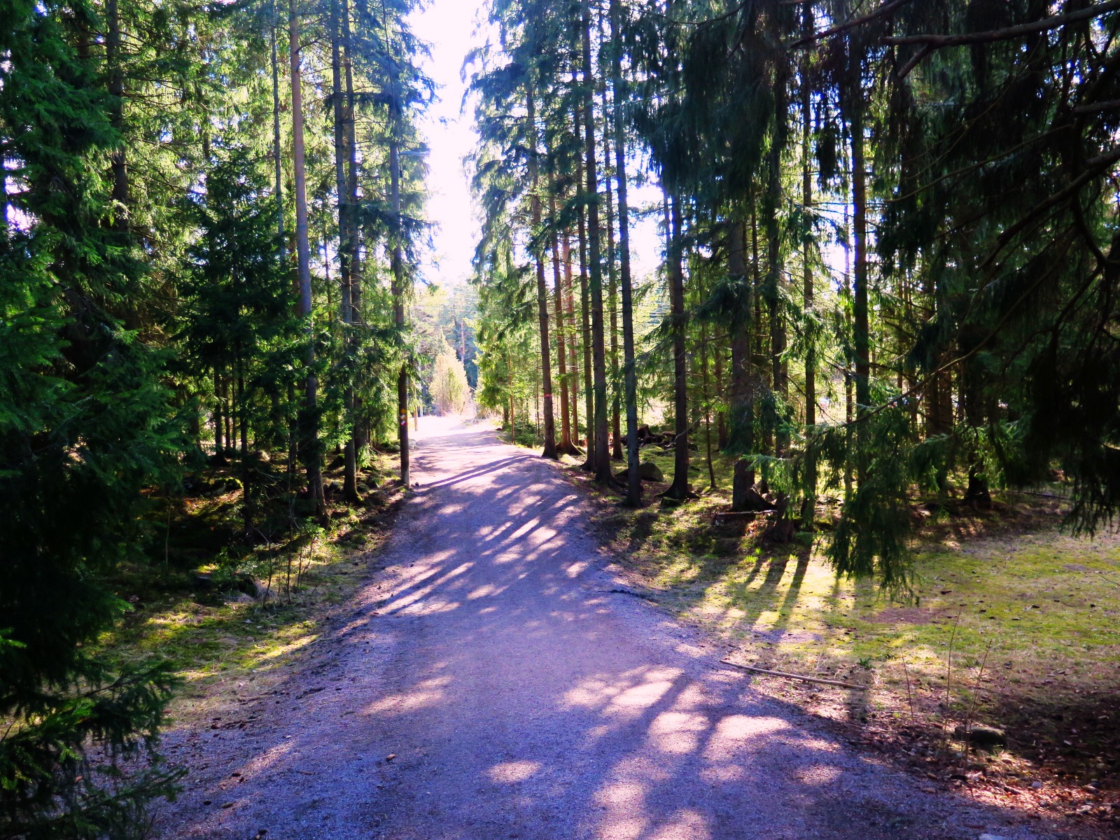 skog